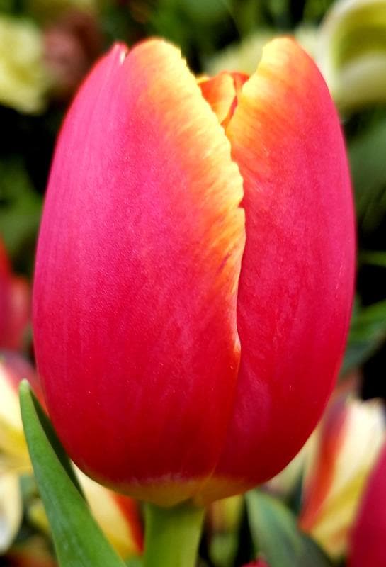 Darwin Hybrid 'World's Favorite' Tulip (Mid to Late)