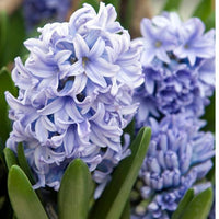 Thumbnail for Delft Blue Hyacinth