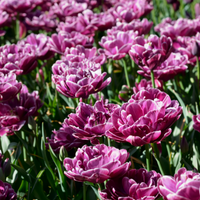 Thumbnail for 'Double Flag' Double Early Tulip (Double Early Tulip)