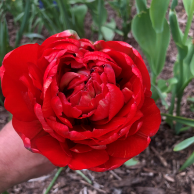 Double Gudoshnik Tulip (Double Late Tulip), Tulip Bulbs