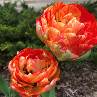Thumbnail for Double Gudoshnik Tulip (Double Late Tulip), Tulip Bulbs
