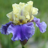 Thumbnail for Edith Wolford Bearded Iris