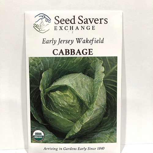 Early Jersey Wakefield Cabbage, pre 1840 heirloom, Organic