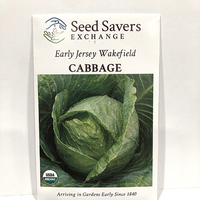 Thumbnail for Early Jersey Wakefield Cabbage, pre 1840 heirloom, Organic