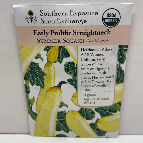 Early Prolific Straightneck Squash Seeds, Organic, Heirloom