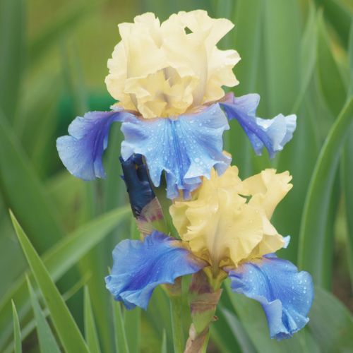 Easter Candy Bearded Iris
