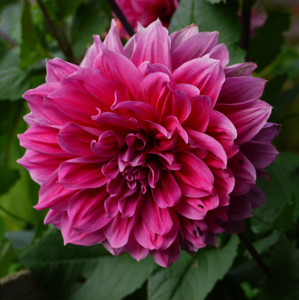 Emory Paul' Dahlia (Dinnerplate)