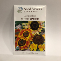 Thumbnail for Evening Sun Sunflower, Organic