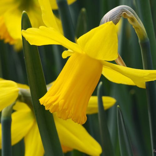 February Gold Daffodil