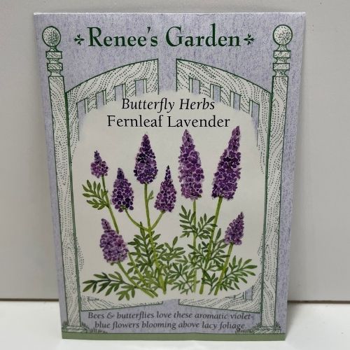 Fernleaf Lavender