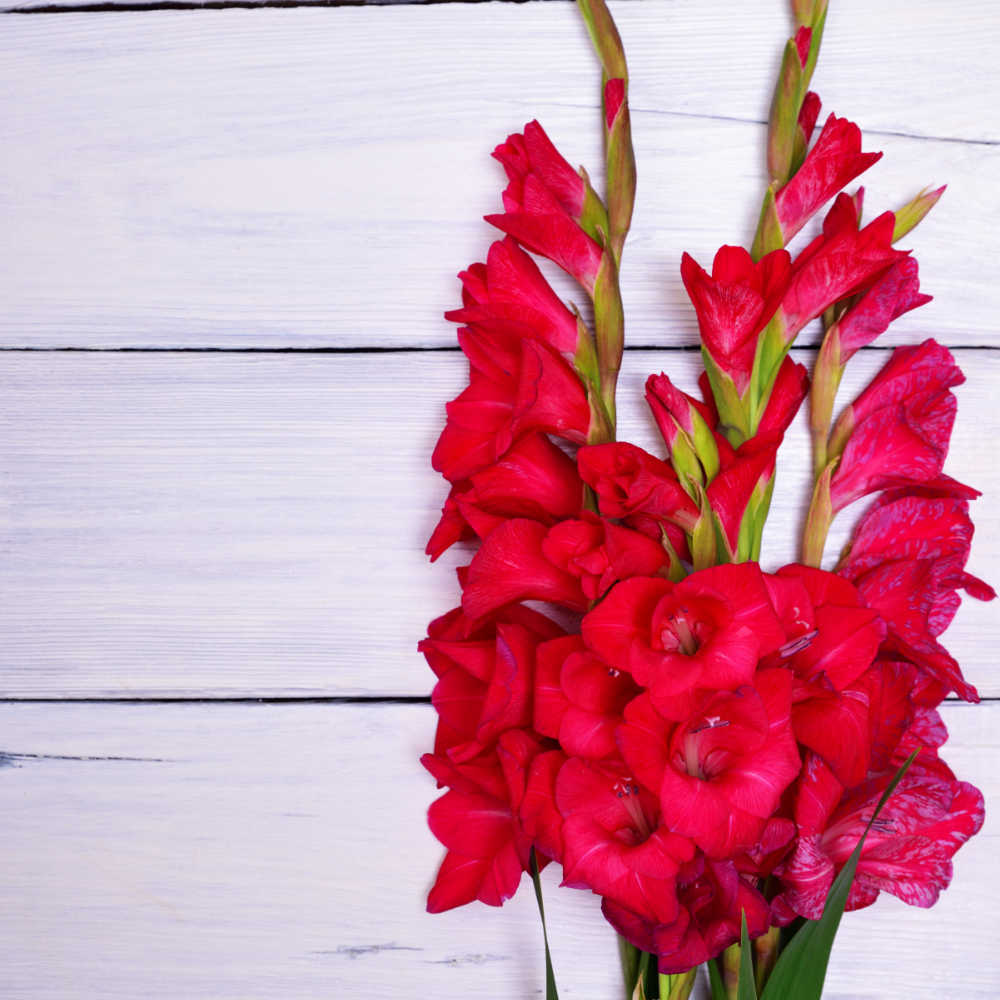 'First Blood' Large Flowering Gladiolus