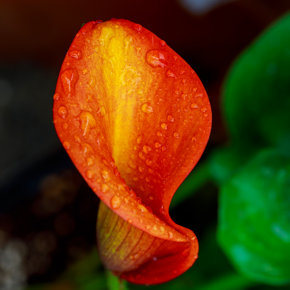 Flame Orange Calla Lily