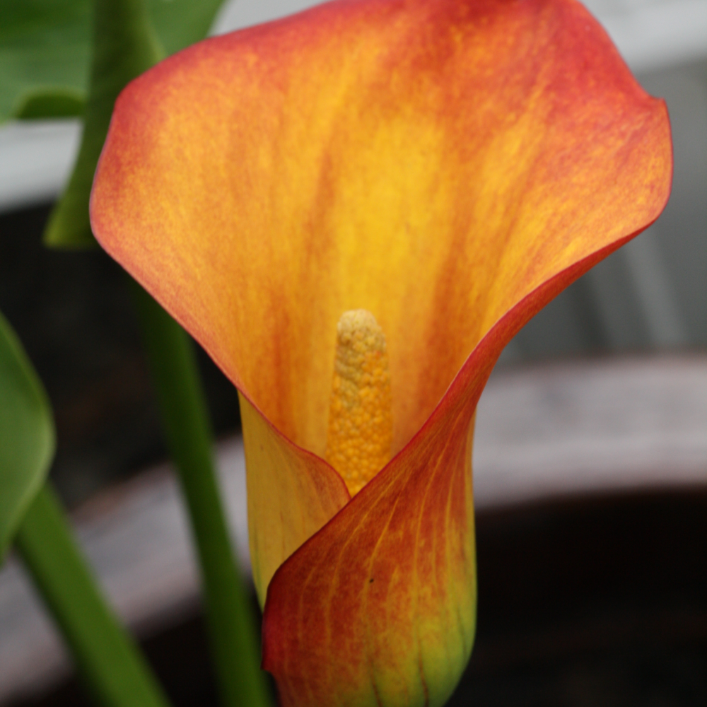 Flame Orange Calla Lily