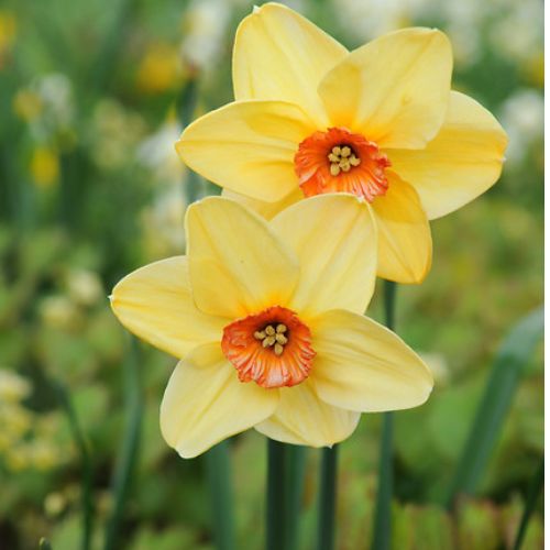 Fortune Large Cupped Daffodils