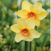 Thumbnail for Fortune Large Cupped Daffodils