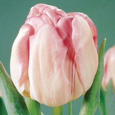 Foxtrot Tulip (Double Late Tulip), Tulip Bulbs