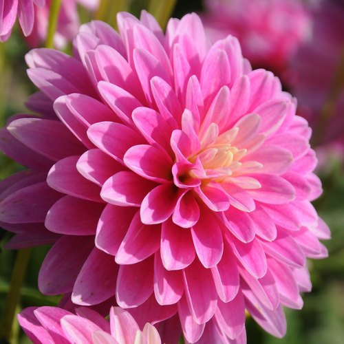 'Gallery Rembrandt' Dahlia (Decorative - Great for Pots)