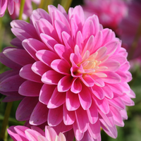 Thumbnail for 'Gallery Rembrandt' Dahlia (Decorative - Great for Pots)