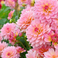 Thumbnail for 'Gallery 'Bellini' Melody Dahlia (Decorative - Great for Pots)
