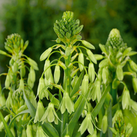 Thumbnail for Summer Hyacinth ( Galtonia Viridifloria)