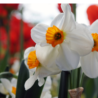 Thumbnail for Geranium Bunch Flowering Daffodil (Midseason Flowering)