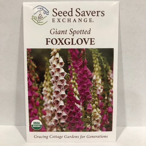 Giant Spotted Foxglove Flower, Organic