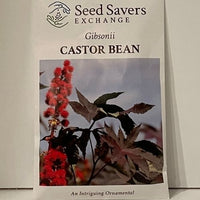Thumbnail for Gibsonii Castor Bean Flower Heirloom Seeds