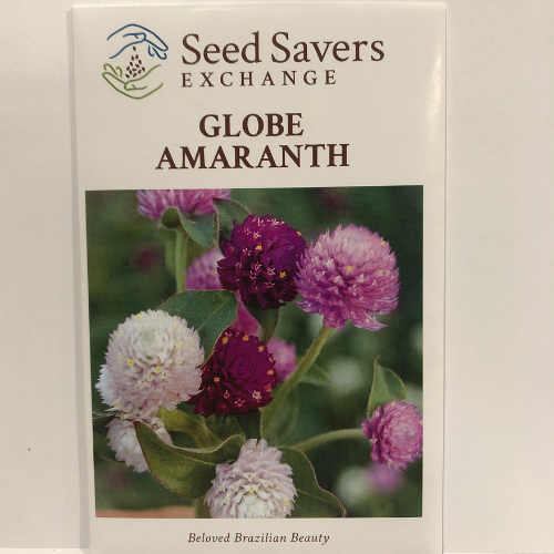 Globe Amaranth, Brazilian Native