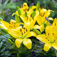 Thumbnail for Golden Matrix Asiatic Lily Bulbs