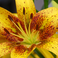 Thumbnail for Lilium Asiatic 'Golden Stone' (Asiatic Lily)