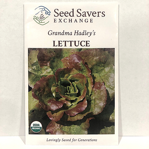Organic Grandma Hadley's Lettuce, pre 1915 Heirloom