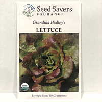 Thumbnail for Organic Grandma Hadley's Lettuce, pre 1915 Heirloom