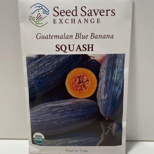 Guatemalan Blue Banana Squash Open Pollinated Seeds