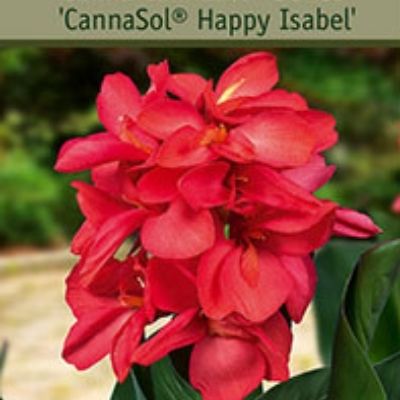 Happy Isabel Canna Lily