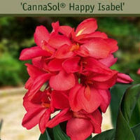 Thumbnail for Happy Isabel Canna Lily