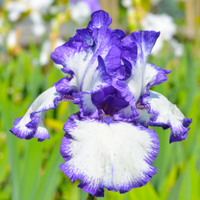 Thumbnail for Bearded Iris 'Hemstiched' (Rebloomer), Iris Germanica
