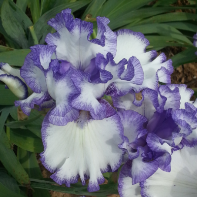 Bearded Iris 'Hemstiched' (Rebloomer), Iris Germanica