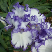 Thumbnail for Bearded Iris 'Hemstiched' (Rebloomer), Iris Germanica