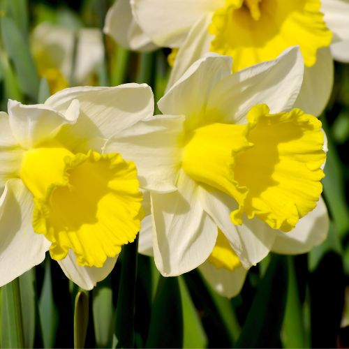 Large Cupped Holland Sensation Daffodil (Midseason Flowering)