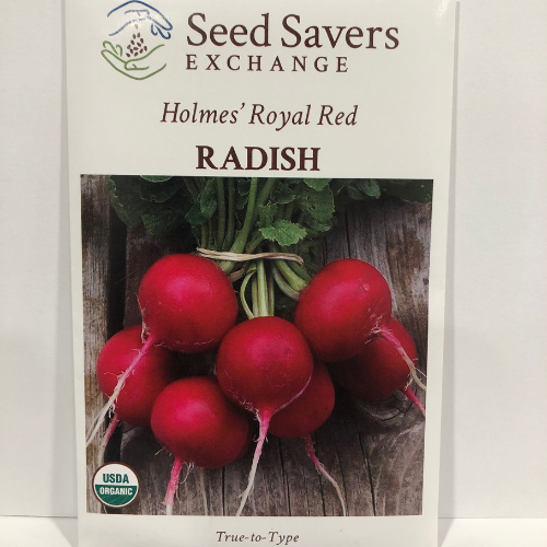 Organic Holmes Royal Red Radish, 1899 Heirloom