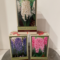 Hyacinths Kit