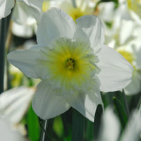 Thumbnail for Ice Follies Daffodils