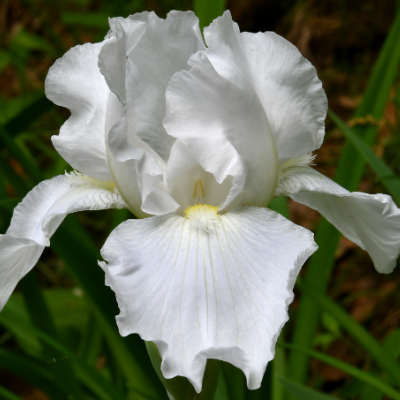 Bearded Iris 'Immortality' (Rebloomer)