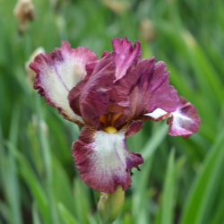 Bearded Iris Innocent Star (Rebloomer)