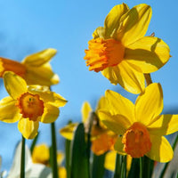 Thumbnail for Jetfire Miniature Daffodil