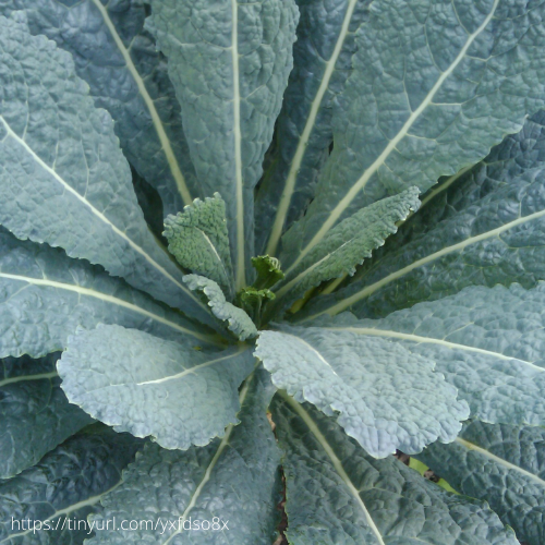 Lacinato Kale, 1700's  Heirloom, Organic