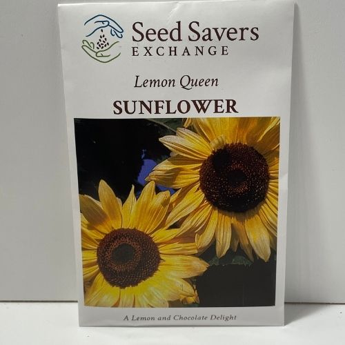 Lemon Queen Open Pollinated Sunflower