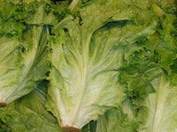 Thumbnail for Lettuce Starts (4 pack)