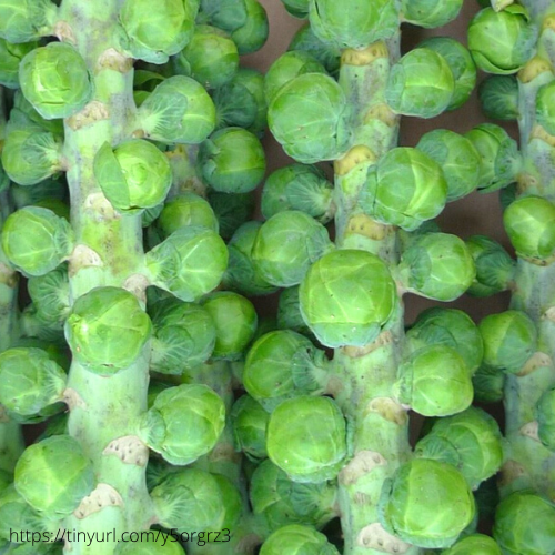 Long Island Brussels Sprouts Starts (4 pack)