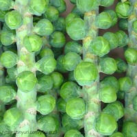 Thumbnail for Long Island Brussels Sprouts Starts (4 pack)